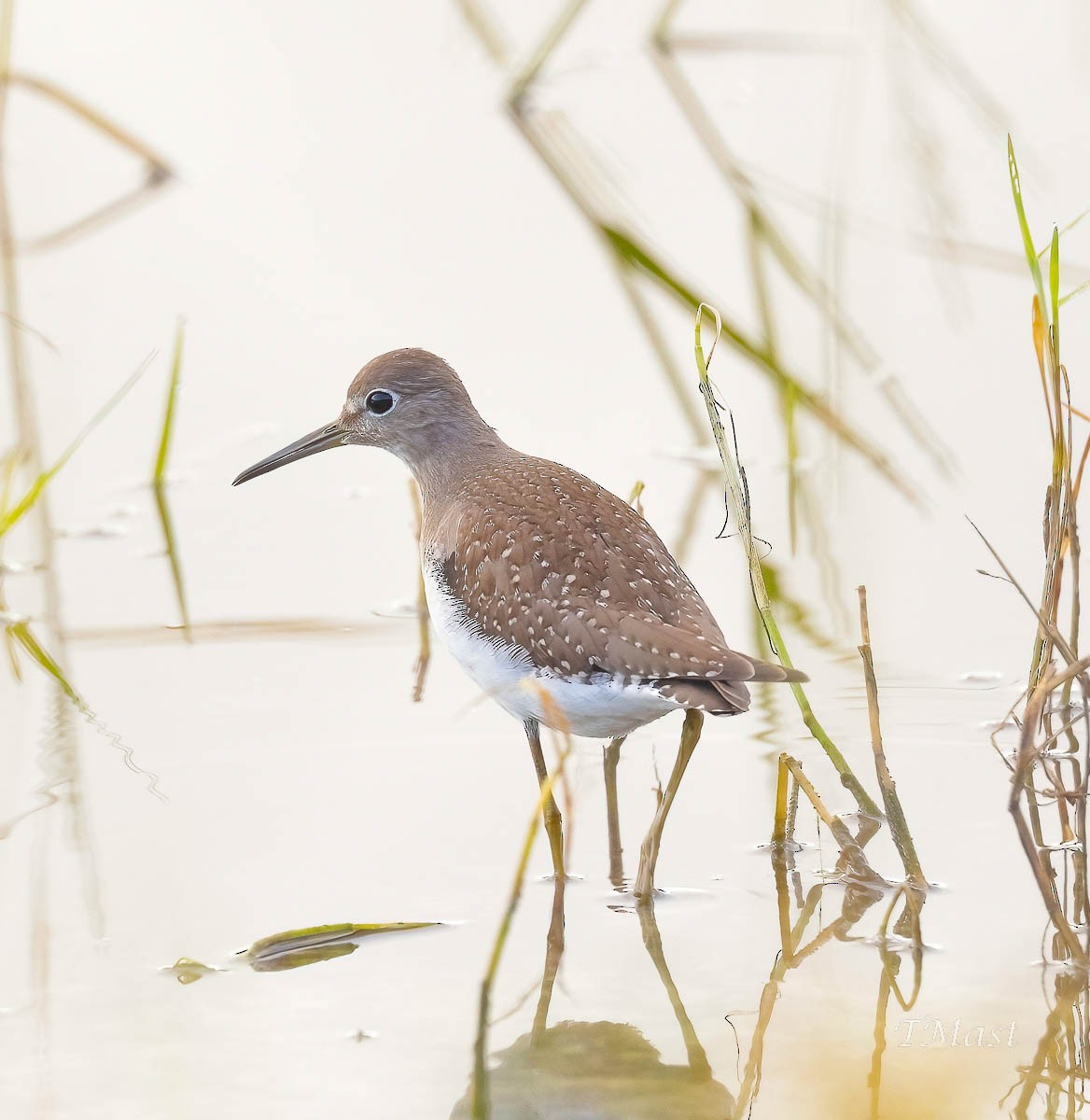 eremittsnipe - ML485864531