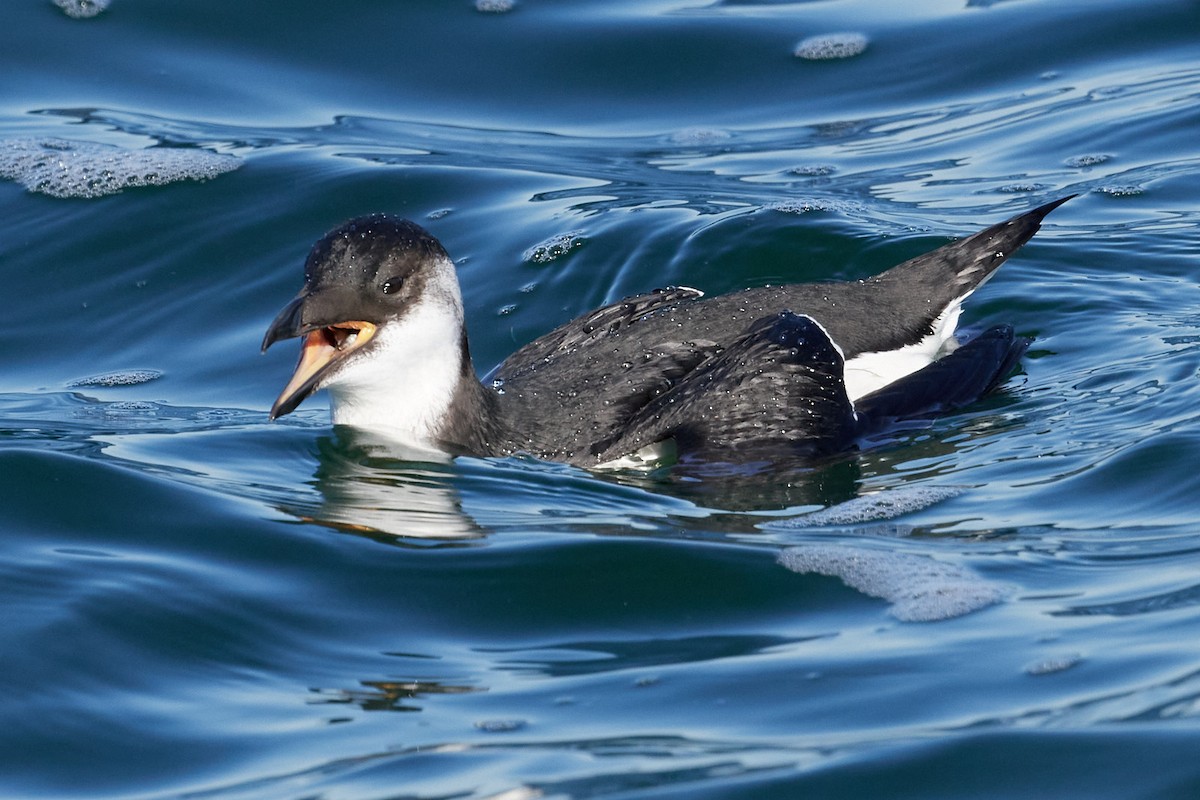 Razorbill - Patrice St-Pierre