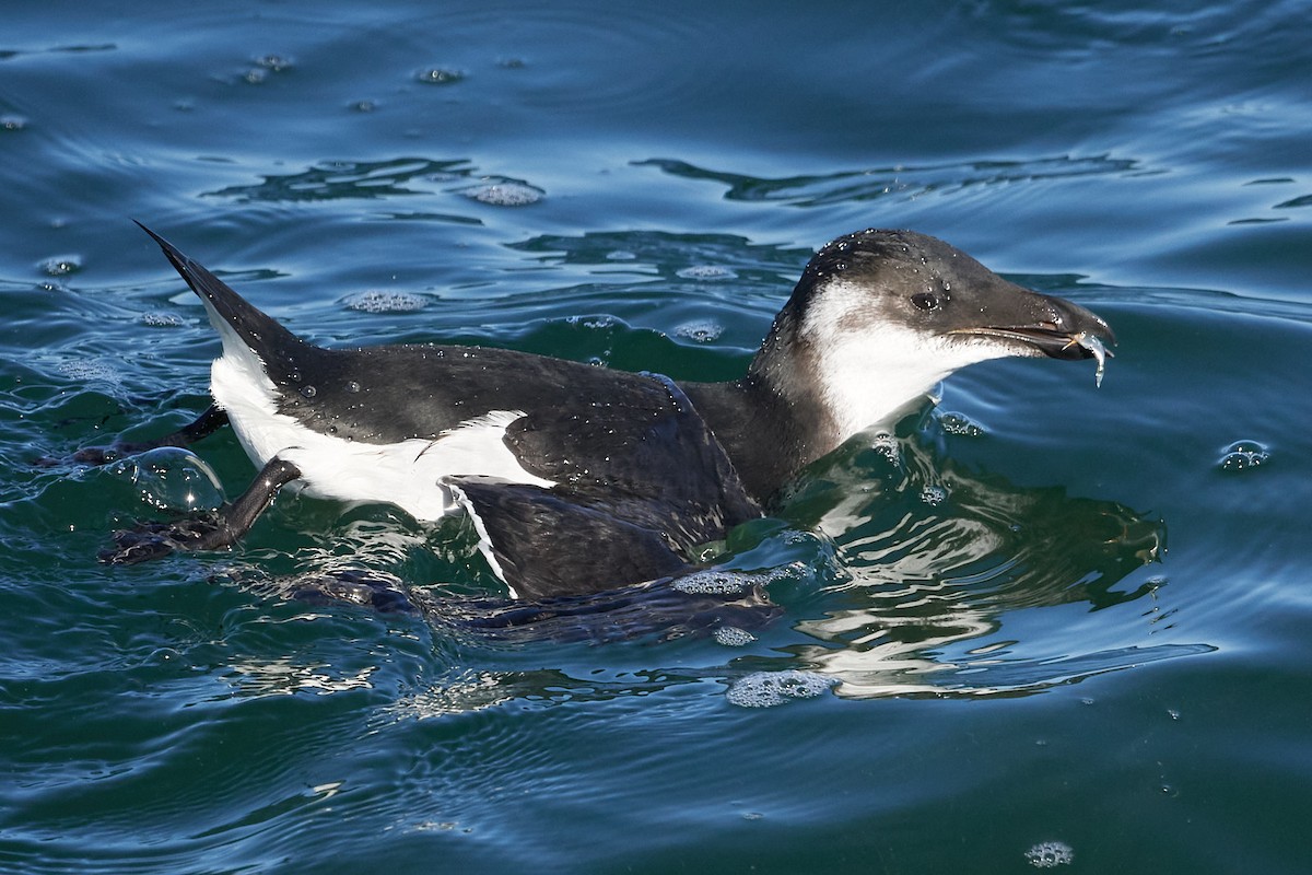 Razorbill - Patrice St-Pierre