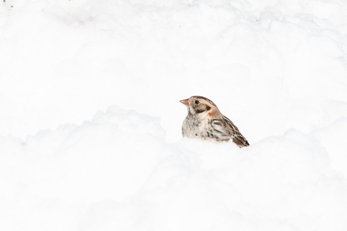 Lapland Longspur - ML48586601