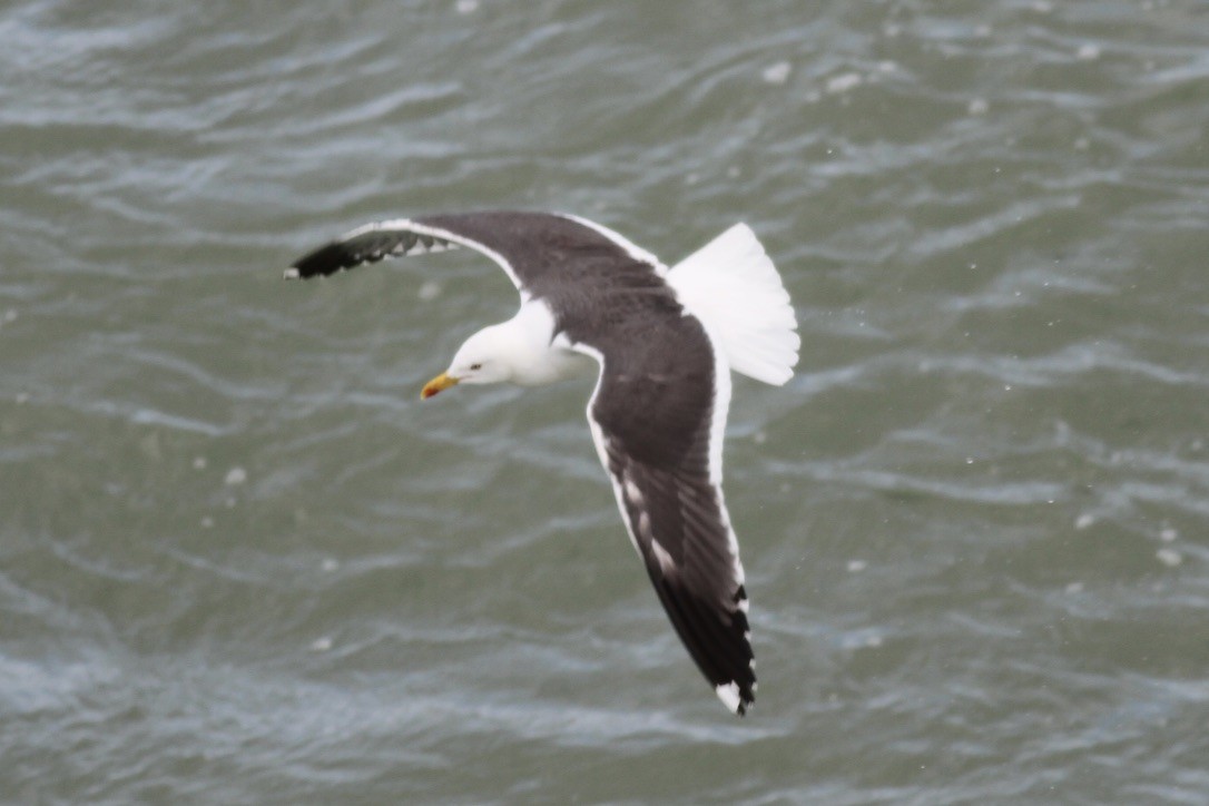 Lesser Black-backed Gull - Dan Maxwell