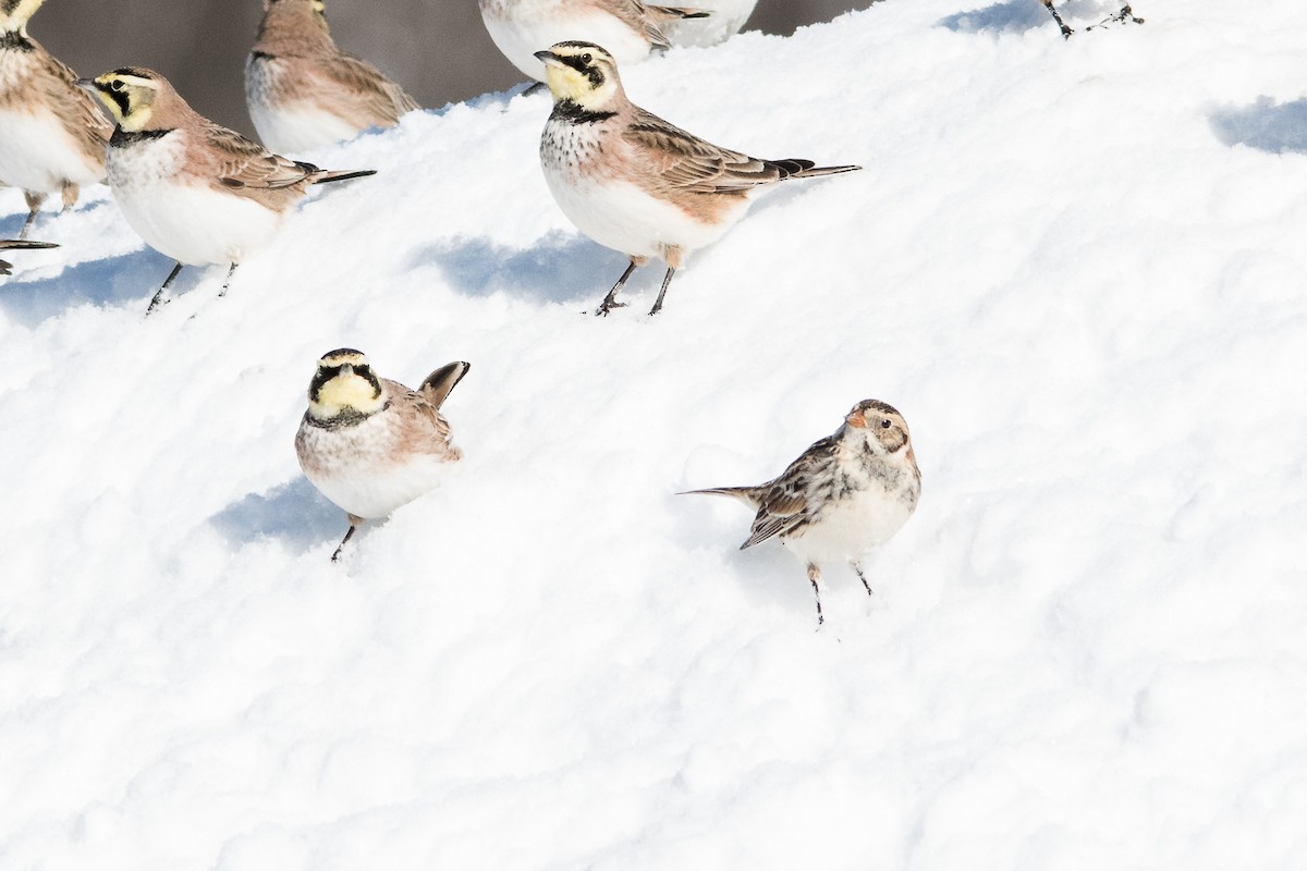 Lapland Longspur - ML48586611