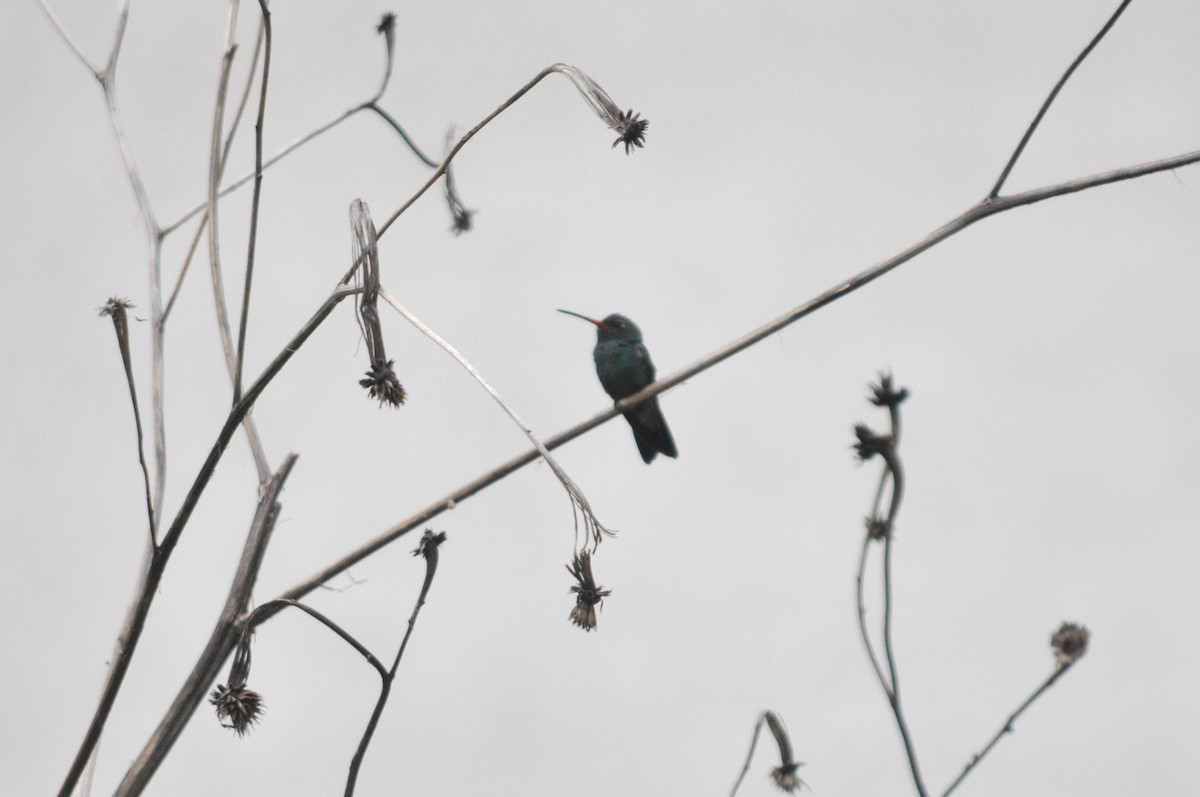 Broad-billed Hummingbird - 🦜 Daniel Correia 🦜