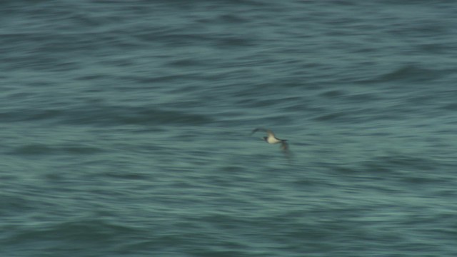 Brown Booby (Forster's) - ML485875