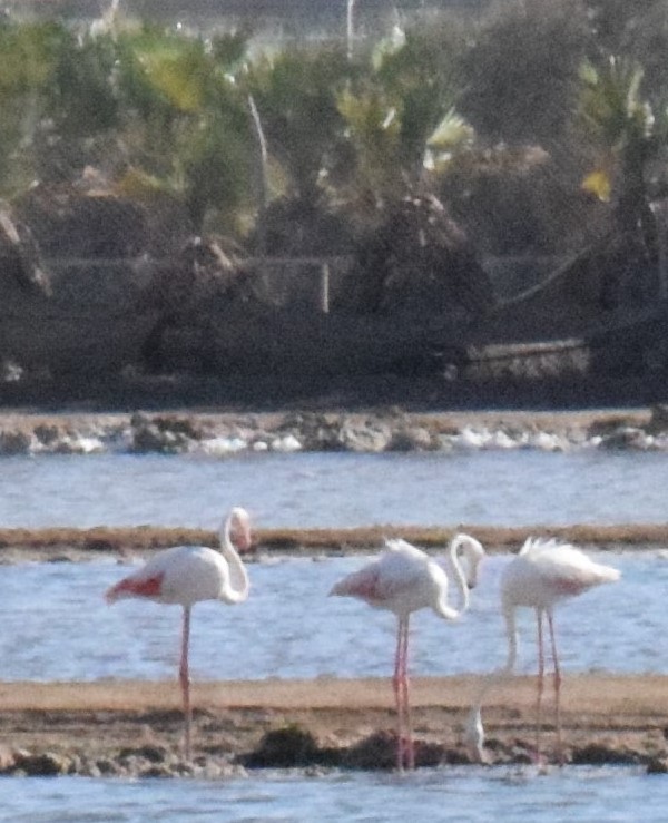 Greater Flamingo - ML485875031
