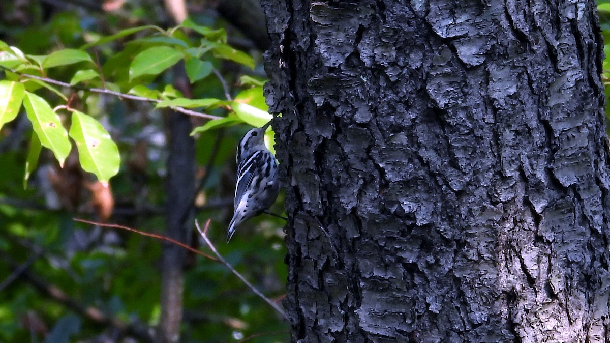 Black-and-white Warbler - ML485875541