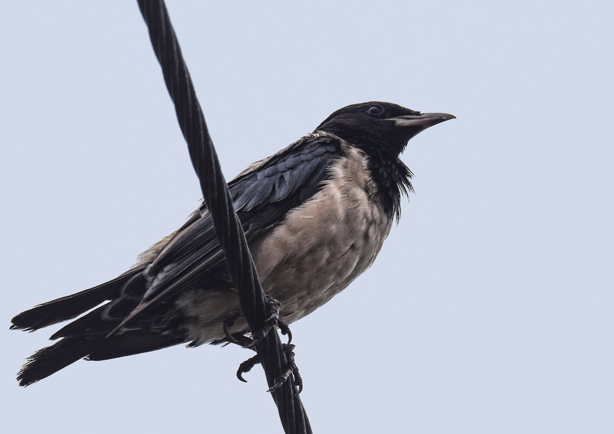 Rosy Starling - Sourashis Mukhopadhyay