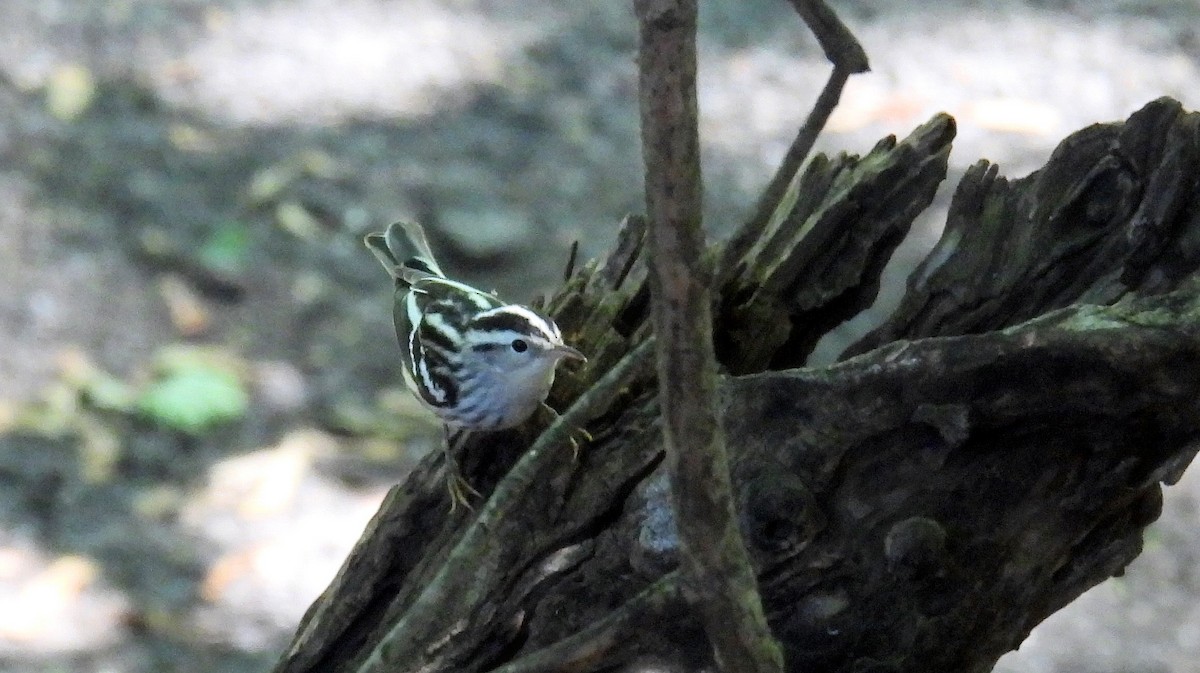 Black-and-white Warbler - ML485876181