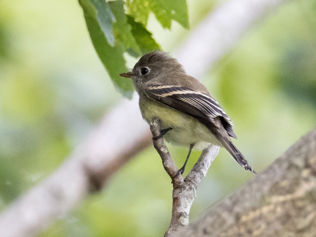 Least Flycatcher - ML485876871