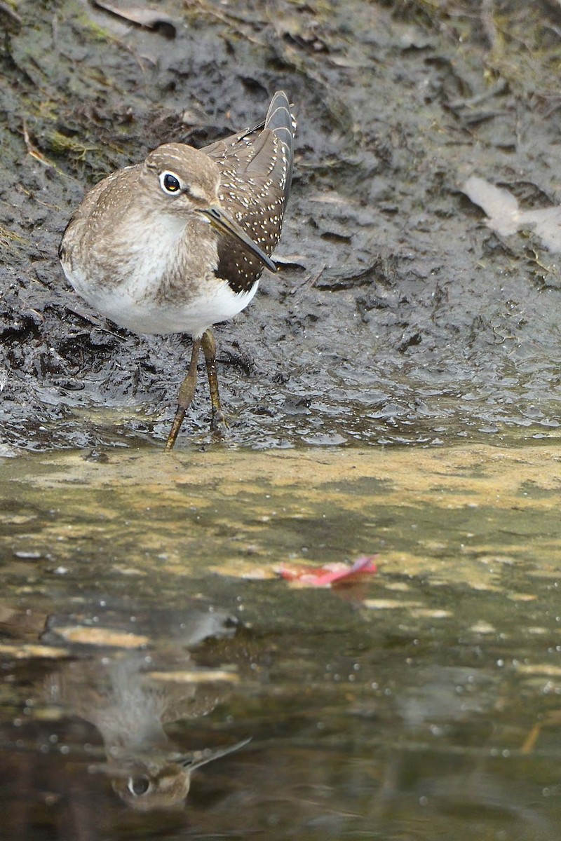 Solitary Sandpiper - ML485879791