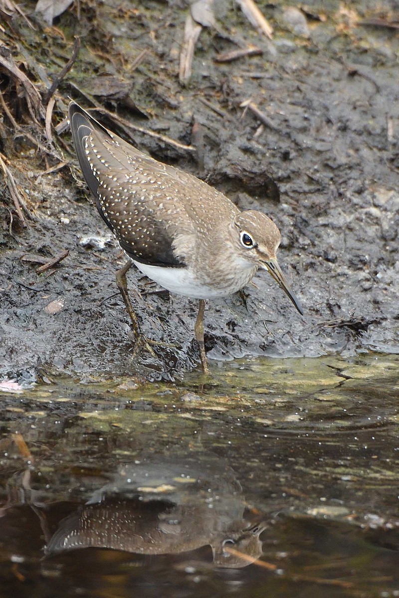 Solitary Sandpiper - ML485879801