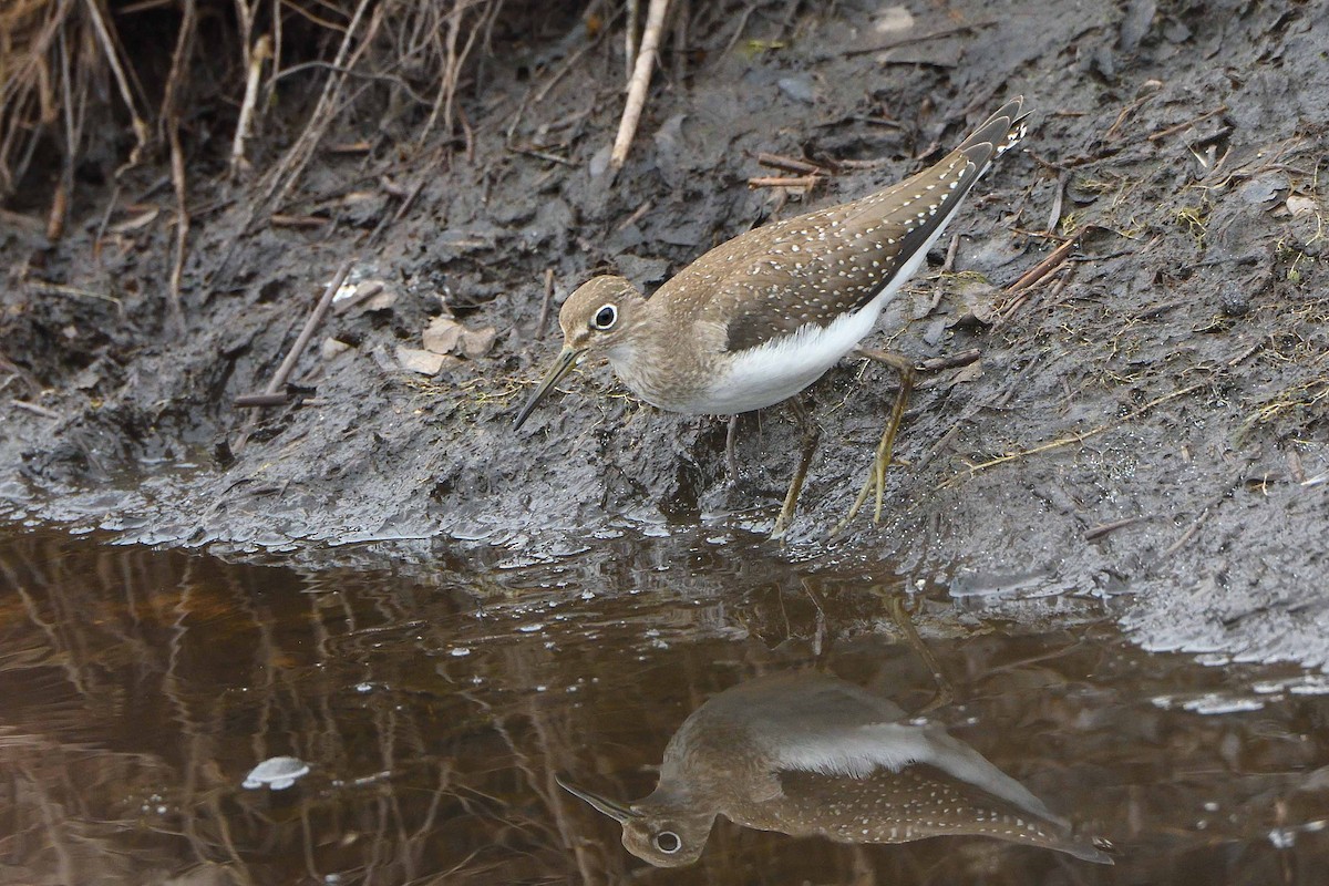 Solitary Sandpiper - ML485879811