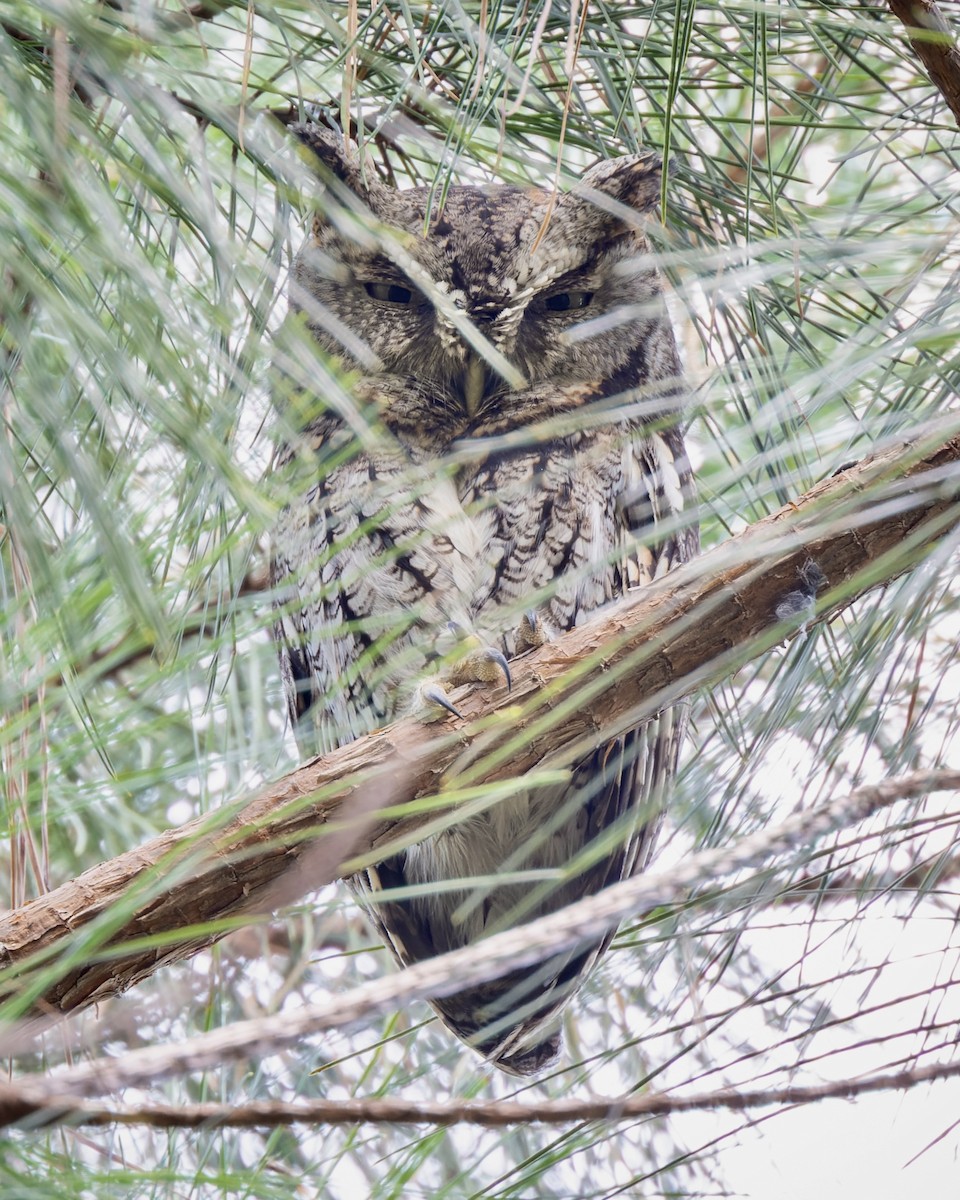 Eastern Screech-Owl - ML485882241