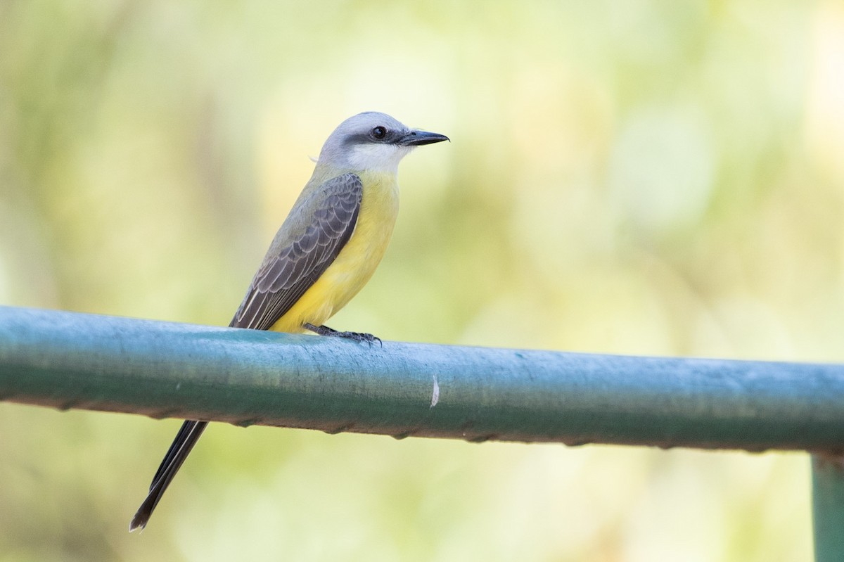 White-throated Kingbird - ML485882351