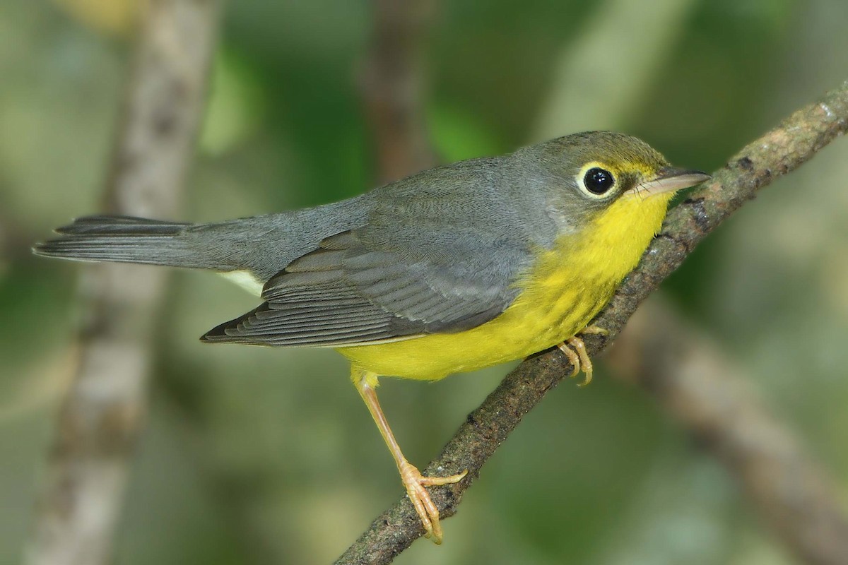 Canada Warbler - ML485883451