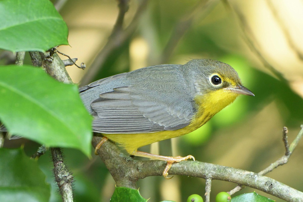 Canada Warbler - ML485883461
