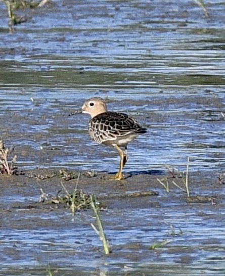 Buff-breasted Sandpiper - ML485883901