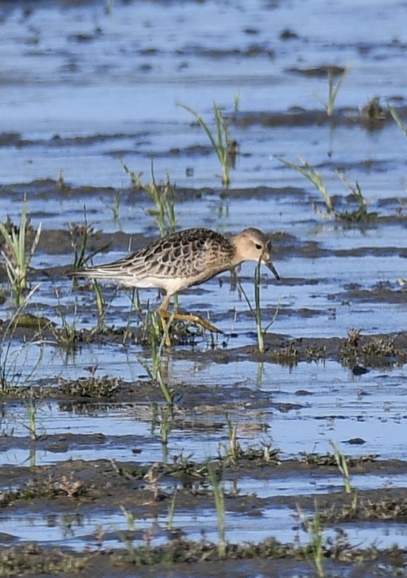 Buff-breasted Sandpiper - ML485883921