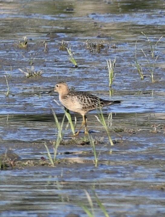 Buff-breasted Sandpiper - ML485883951