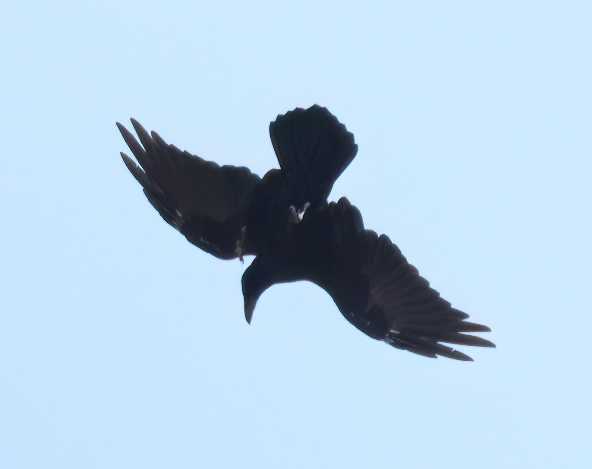 Common Raven - ML485884091
