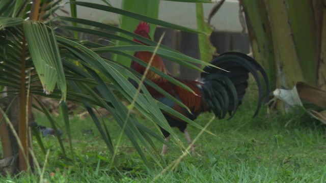 Red Junglefowl (Domestic type) - ML485885