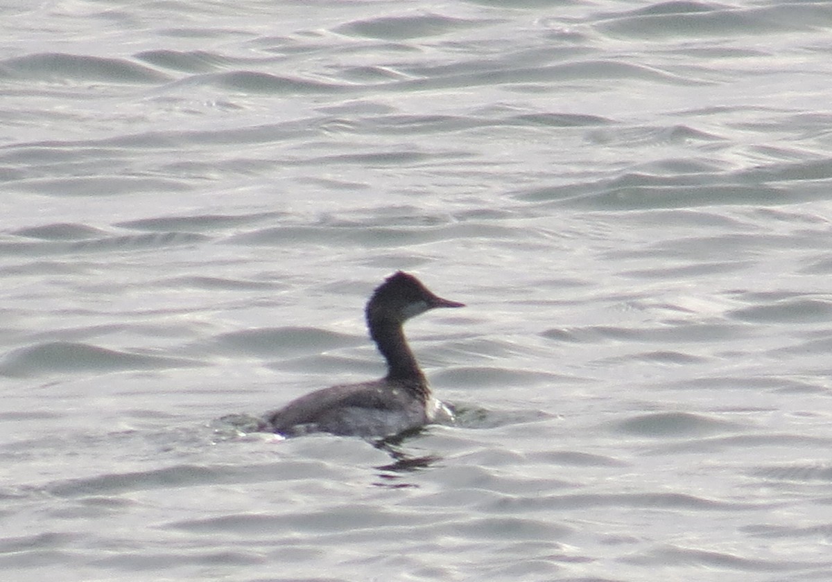 Eared Grebe - ML485885401