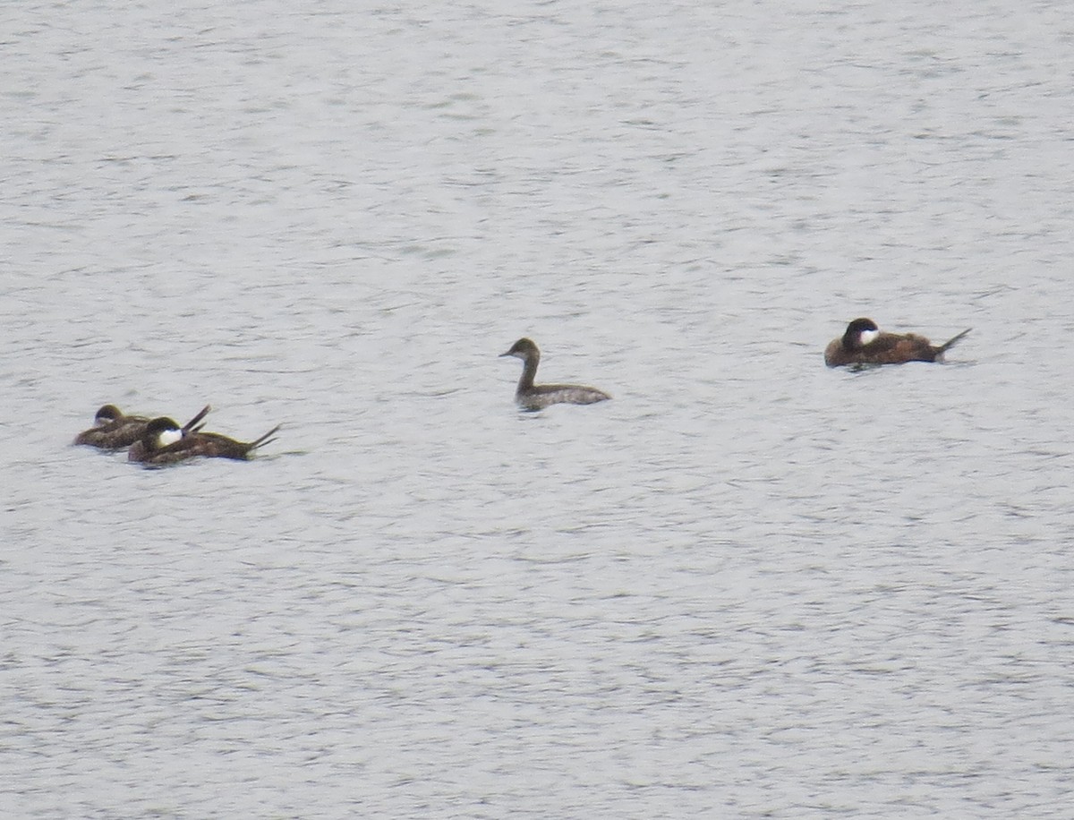 Eared Grebe - ML485885661