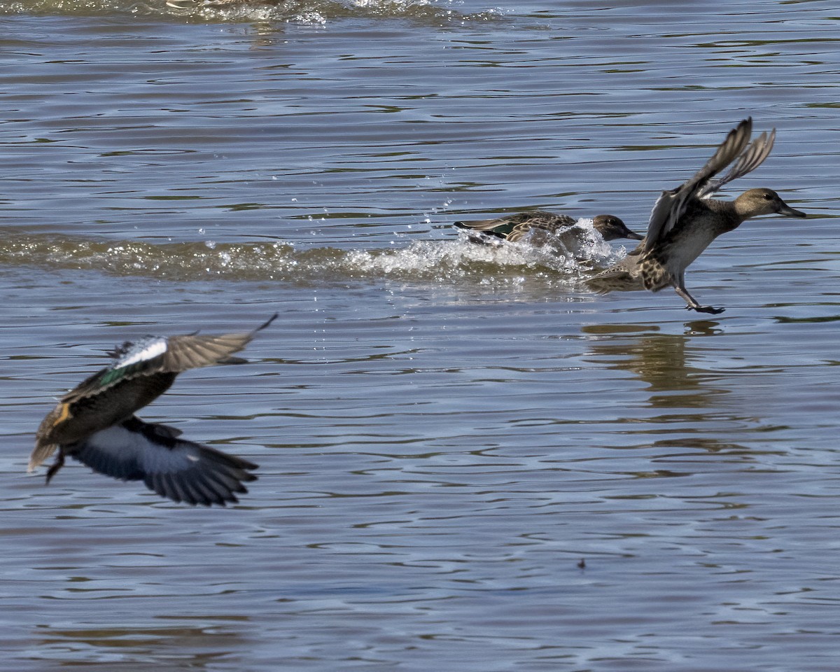 Green-winged Teal - ML485885841