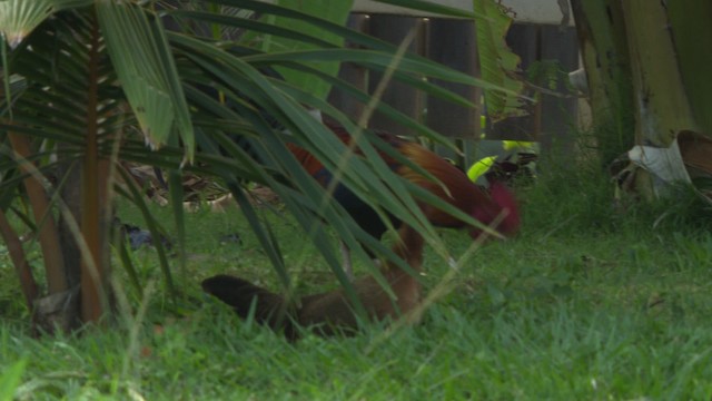 Red Junglefowl (Domestic type) - ML485886