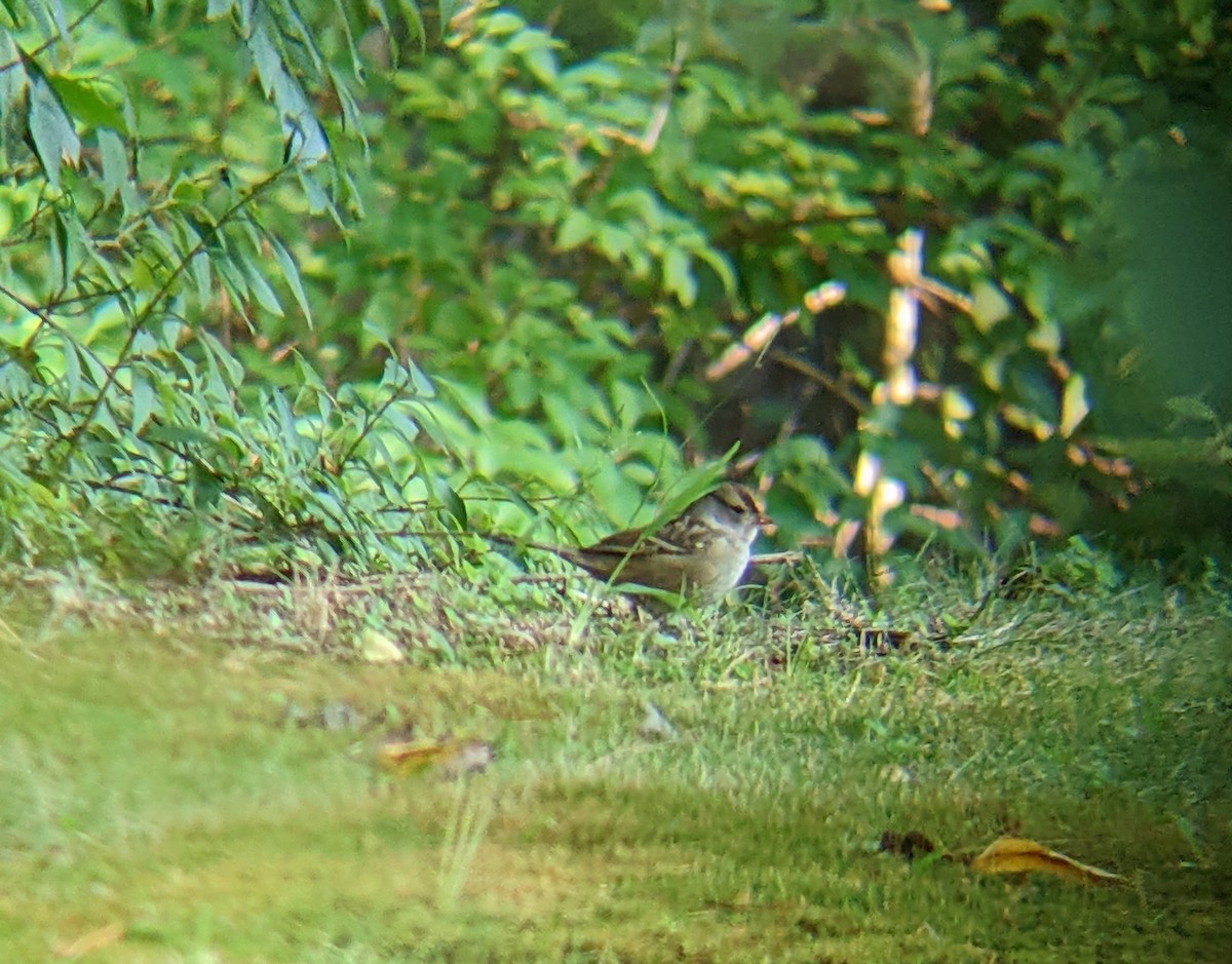 White-crowned Sparrow (Dark-lored) - ML485886321