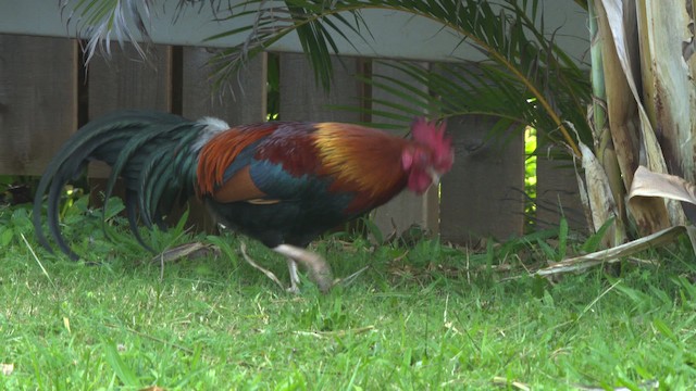 Red Junglefowl (Domestic type) - ML485887