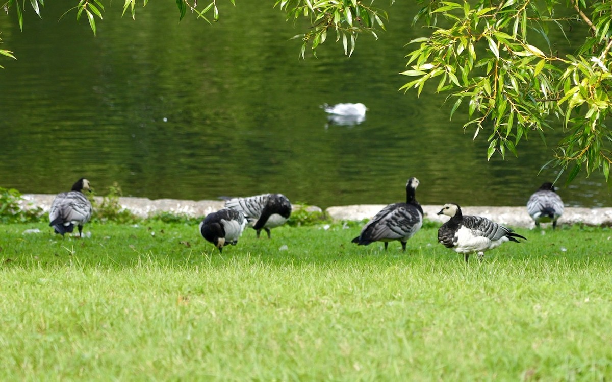 Barnacle Goose - ML485887481