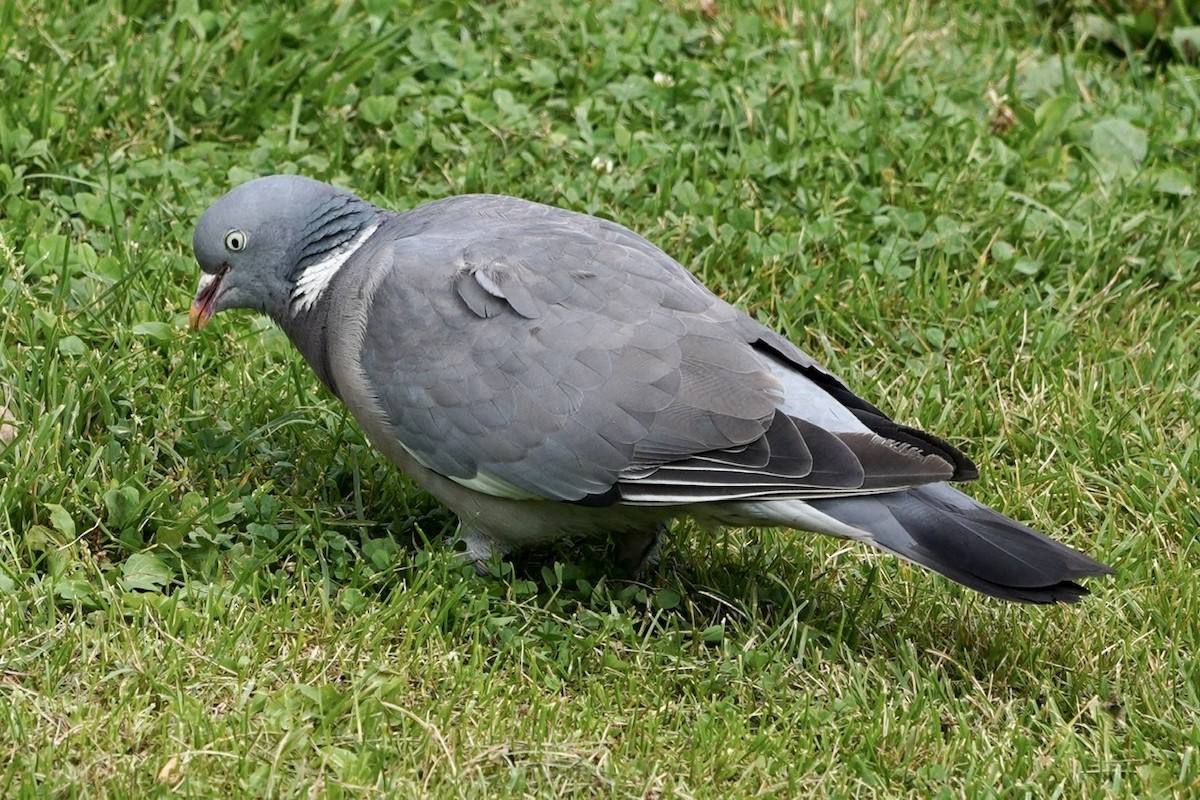 Common Wood-Pigeon - Cliff Halverson
