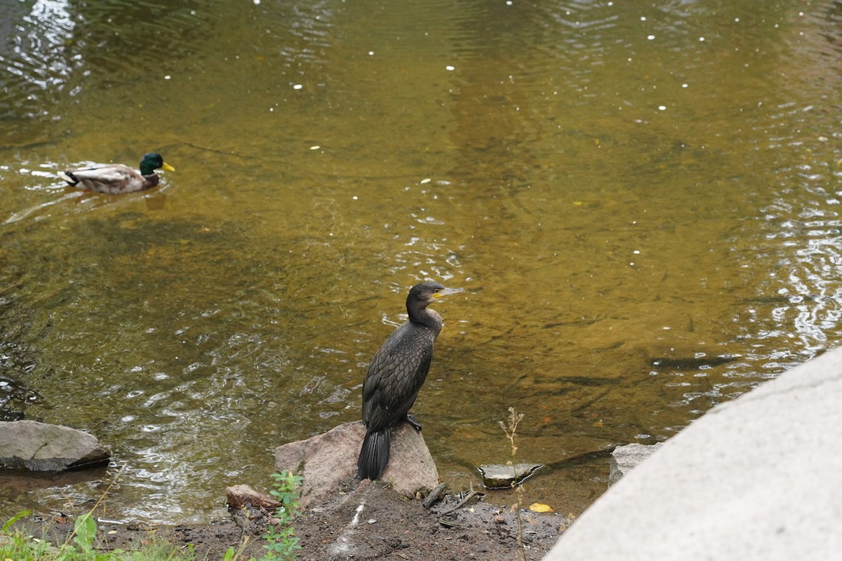 Great Cormorant - ML485887921