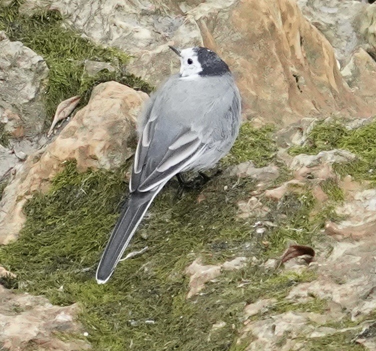 White Wagtail - ML485888021