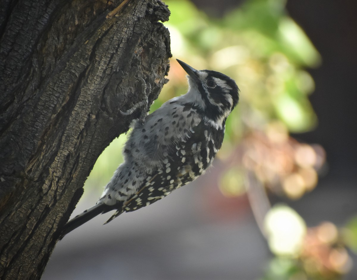 Nuttall's Woodpecker - ML485888711