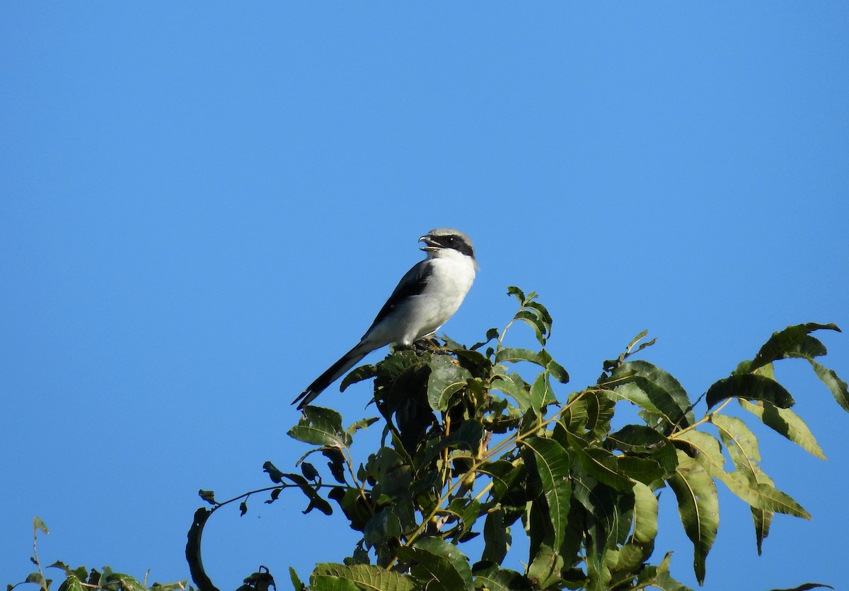 Pie-grièche migratrice - ML485889611