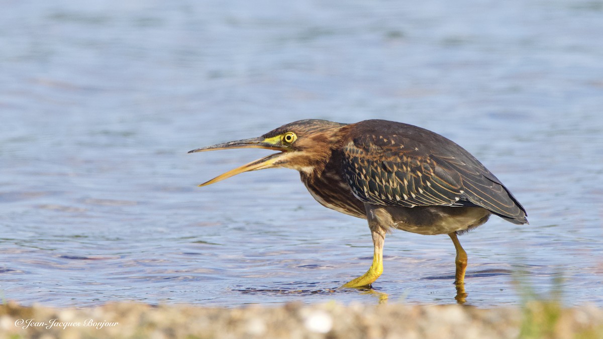 Green Heron - Jean-Jacques Bonjour