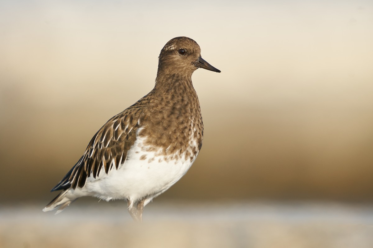 Black Turnstone - ML485891081