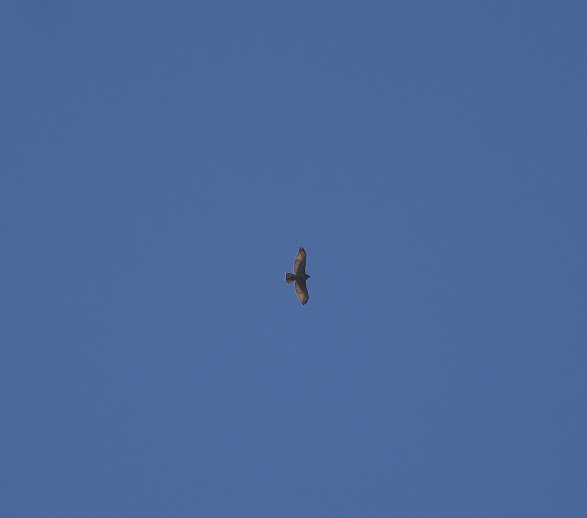 Buteo sp. - ML485891401
