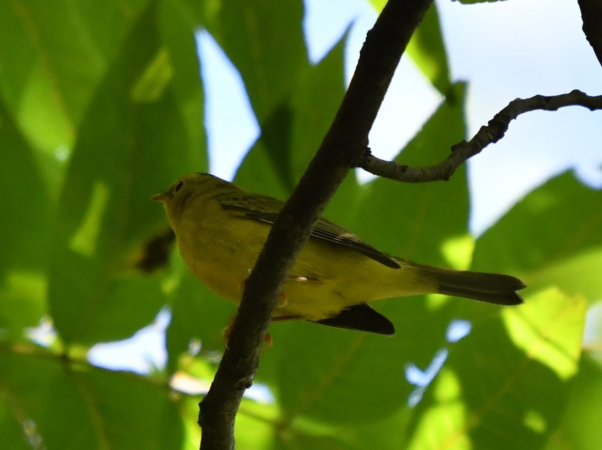 Wilson's Warbler - ML485891931