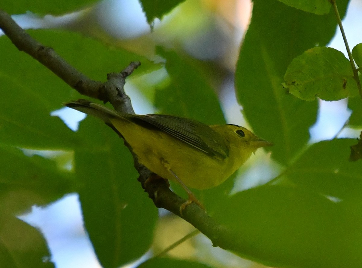 Wilson's Warbler - ML485891941