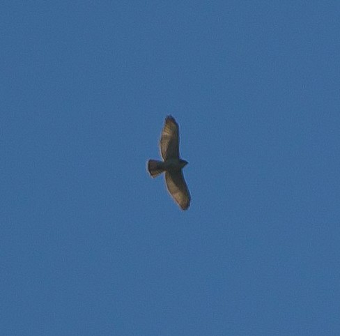 Buteo sp. - ML485892011