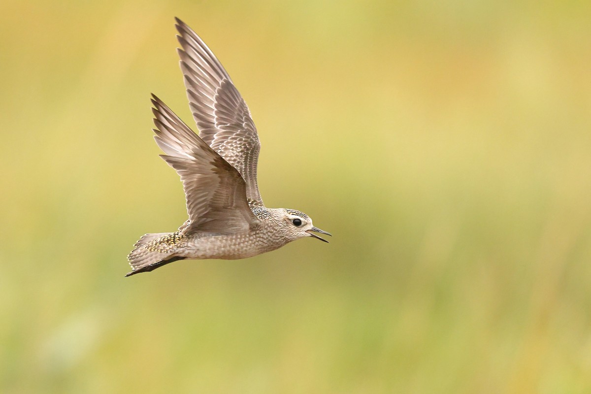 American Golden-Plover - Sam Zhang