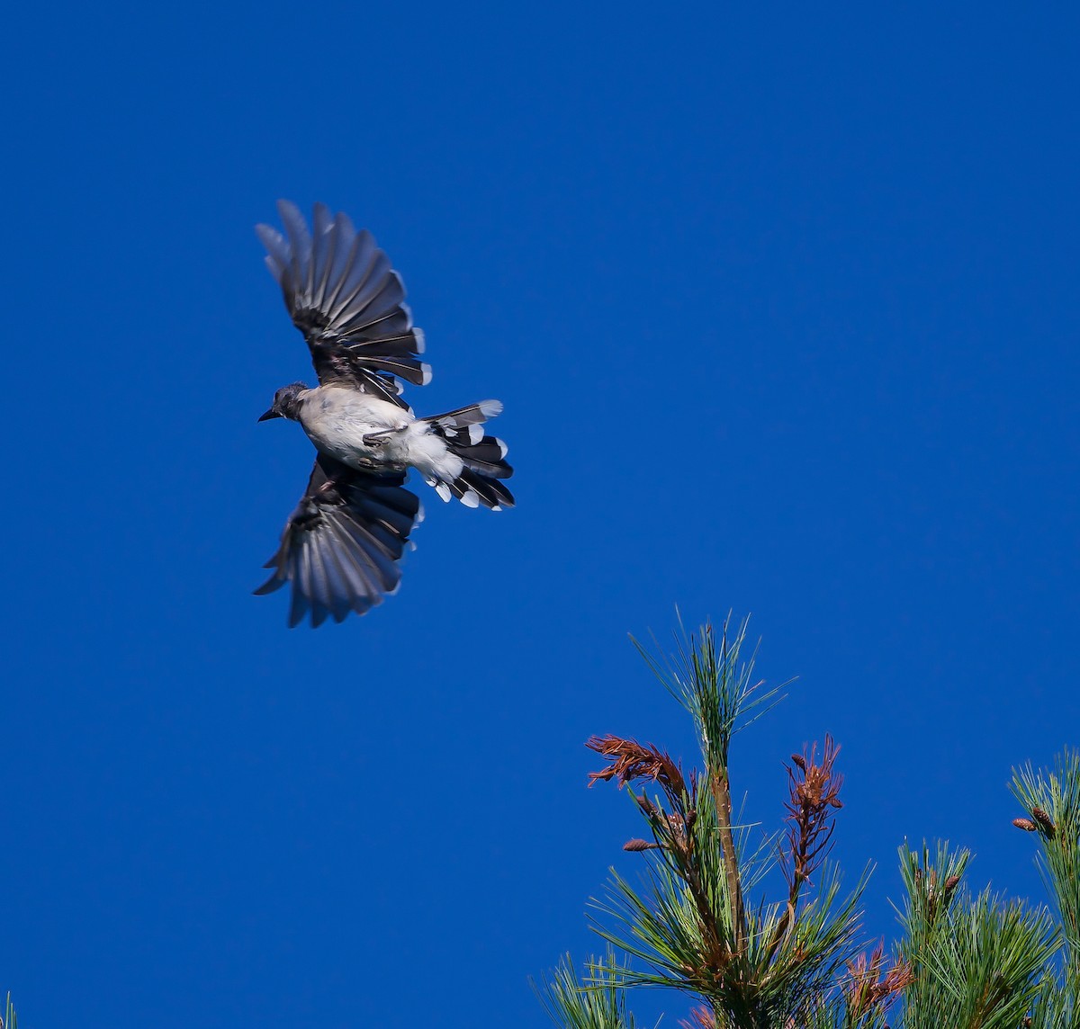 Blue Jay - ML485892421