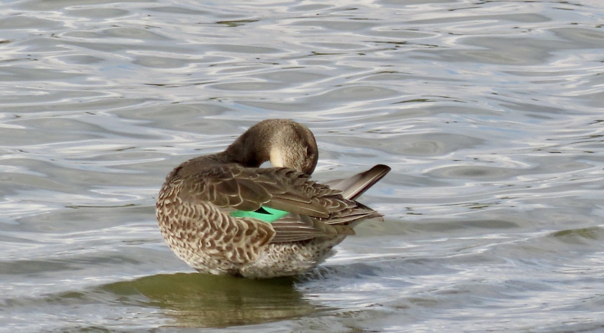 Green-winged Teal - ML485893231