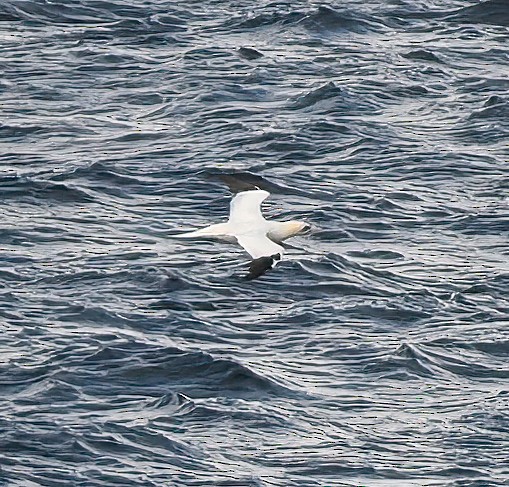 Northern Gannet - Pål A. Olsvik