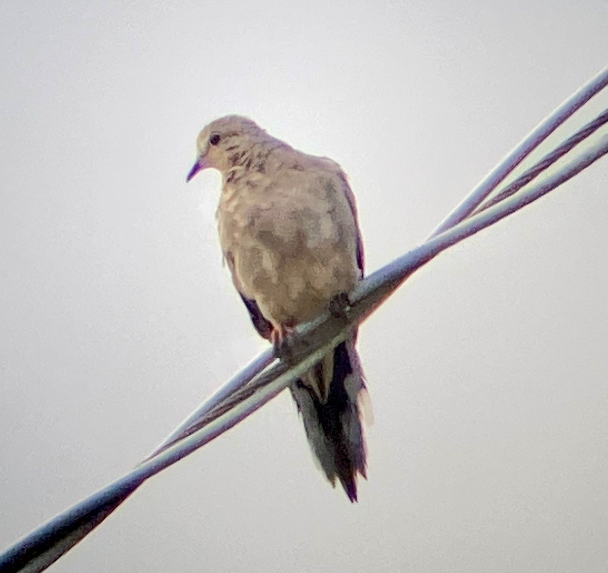 Mourning Dove - ML485893971