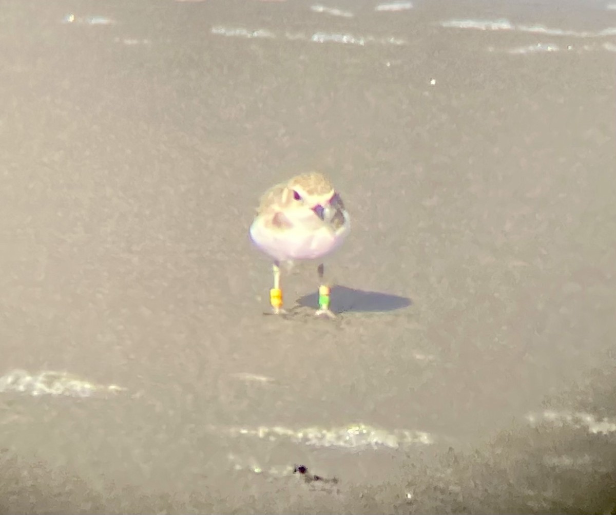 Snowy Plover - ML485894001