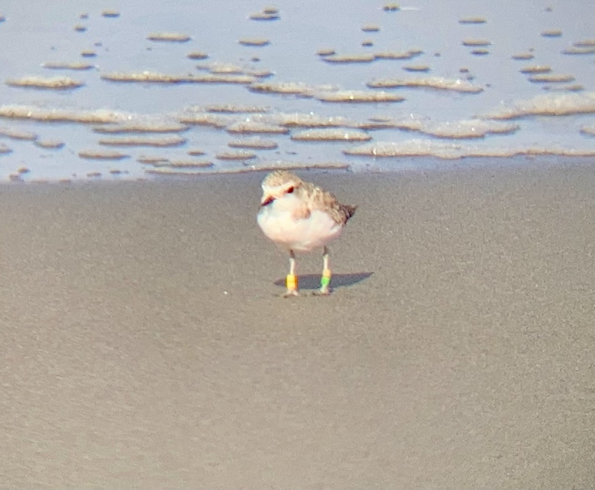Snowy Plover - ML485894011
